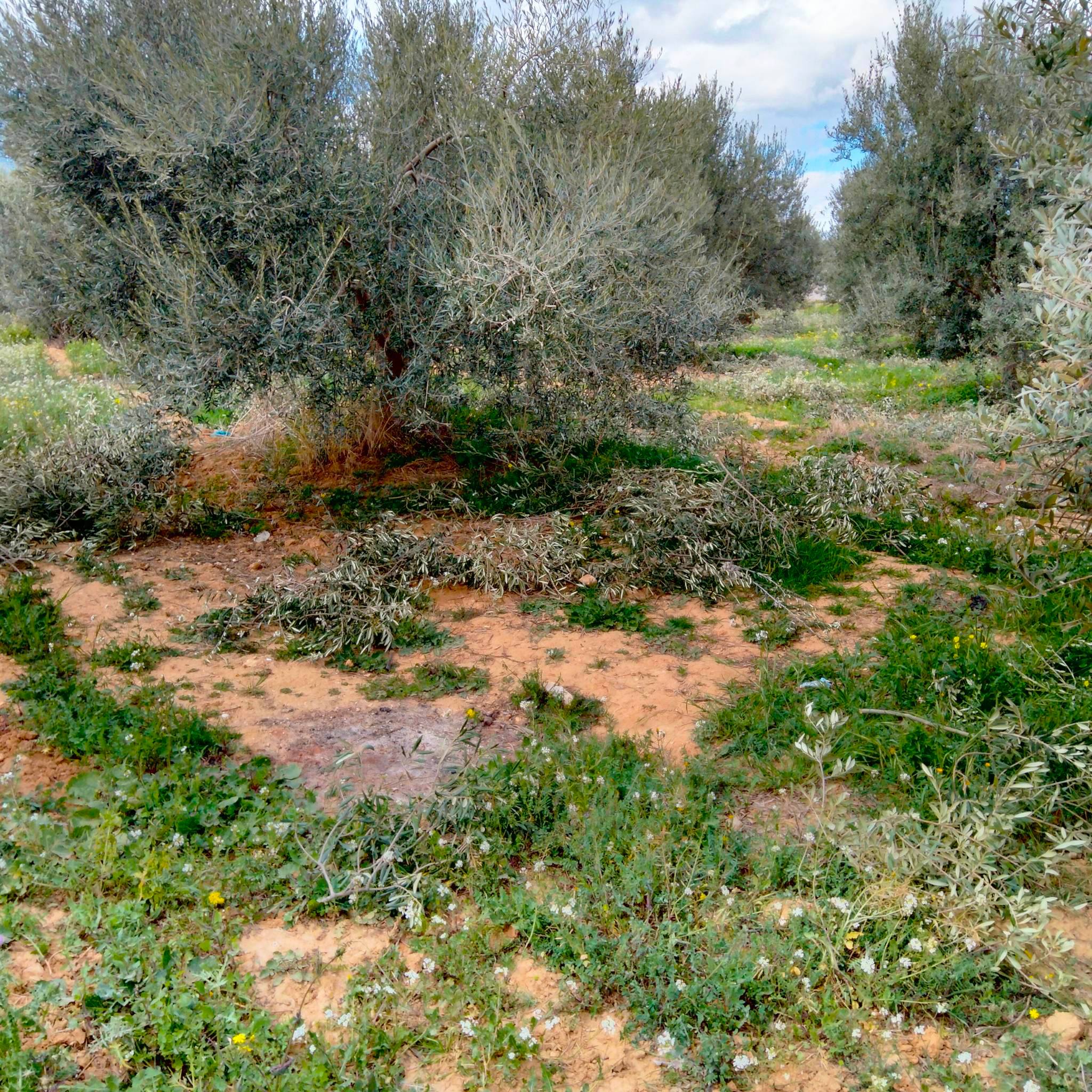 You are currently viewing Manouba : Récupération de 3 terrains domaniaux agricoles de 13 he.